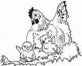 Hen And Chicks Coloring Page sketch template