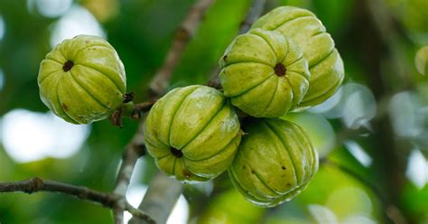 29 Things You Didn’t Know About Garcinia Cambogia