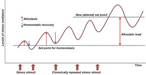 Stress, allostasis, and allostatic load. Stress is any stimulus... | Download Scientific Diagram