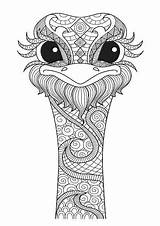 Ostrich Head coloring Page  Download Print Or Color Online For Free sketch template