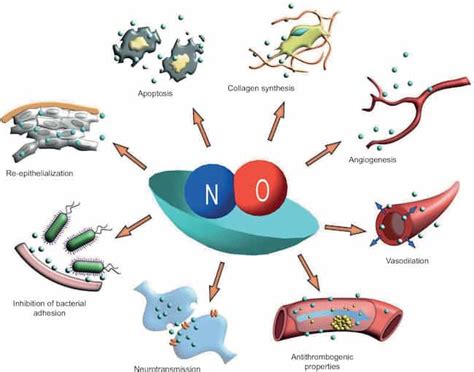 Benefits of Nitric Oxide - Asap Land