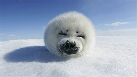 seals, Snow, Winter, Animals Wallpapers HD / Desktop and Mobile Backgrounds