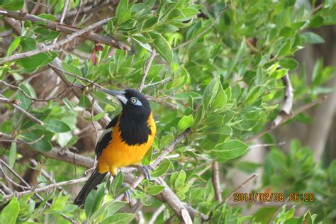 Wildlife is not afraid here. | Southern caribbean, Wildlife, Caribbean