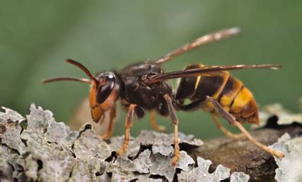 Yellow-Legged Hornet | Georgia Department of Agriculture