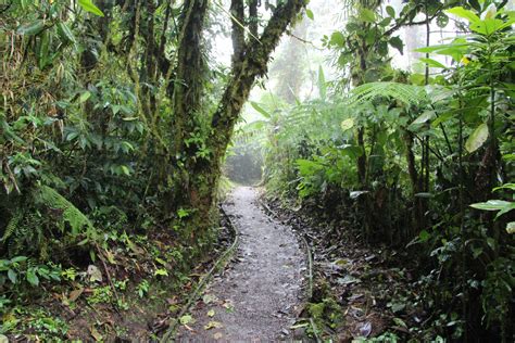 Path In The Rain Forest Free Stock Photo - Public Domain Pictures
