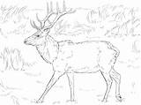 Realistic Animal Coloring Pages To Print  Free Printable sketch template