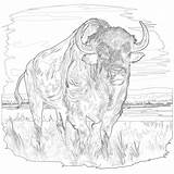 Buffalo Bills Coloring Sheets  Pages Mimi Panda sketch template