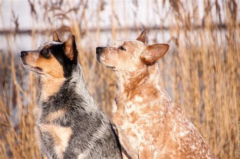 Australian Cattle Dog on Herding-Dogs - DeviantArt