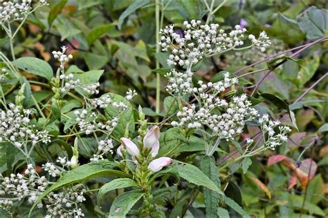 Boneset is a Thoroughly Valuable Native Plant | Native plants, Plants, Cool plants