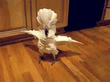 Cockatoo Bird GIF - Cockatoo Bird - Discover & Share GIFs