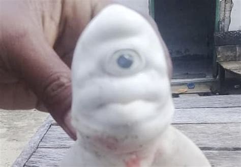 Just a cyclops baby albino shark in pictures - Strange Sounds