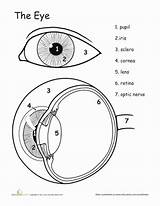 Eye Anatomy Coloring Page sketch template