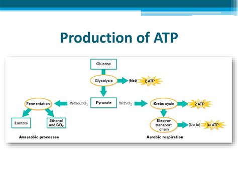 Which term describes atp production - industriesmine