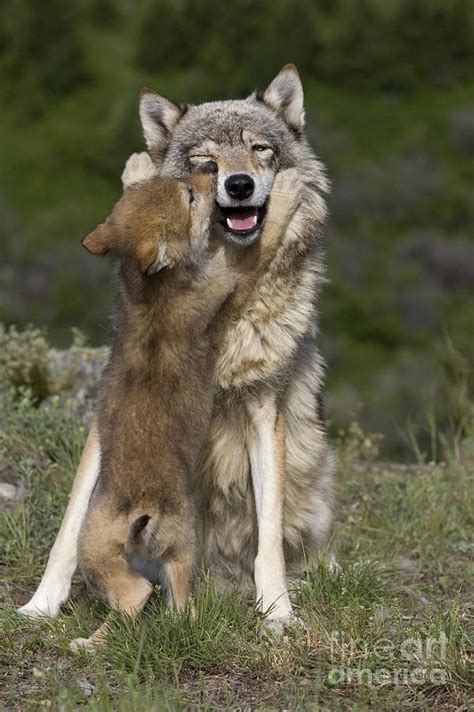 Wolf Cub Begging For Food Photograph by Jean-Louis Klein & Marie-Luce Hubert