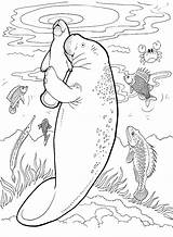 Baby Manatee And Father Coloring Page  Free Printable Pages sketch template