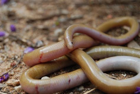 Wheatbelt biodiversity: Blind Snakes!