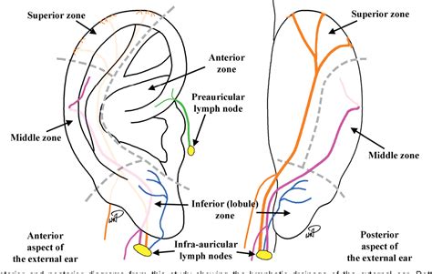 Behind Ear Anatomy External