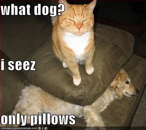 Funny Image Gallery: Very funny dog pictures with captions 'n' funny dog picture