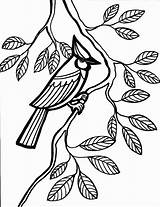 Bird Coloring Pages  Coloring Kids sketch template