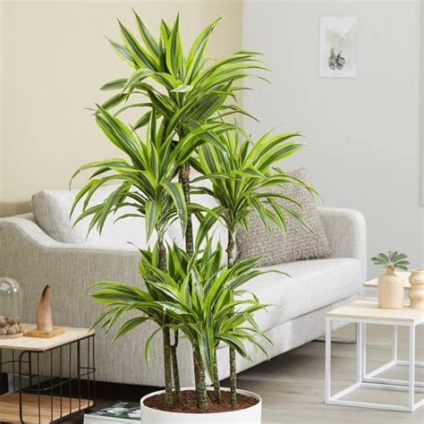 Home decor with indoor tropical plants