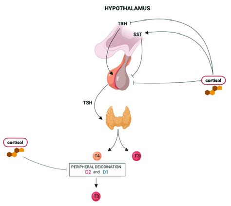 The influence of hypercortisolism on the hypothalamus-pituitary-thyroid... | Download Scientific ...