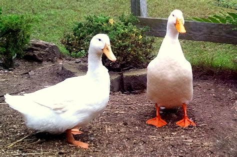 Best Duck Breeds for Pets and Egg Production | HGTV