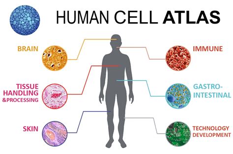 Human Cell Atlas: A 3D Map of All The Cells In The Human Body