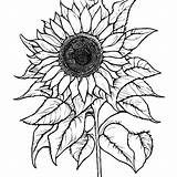 Sunflowers Coloring Page · Creative Fabrica sketch template