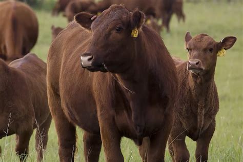 Adata: How Long After Calving Can A Cow Be Bred