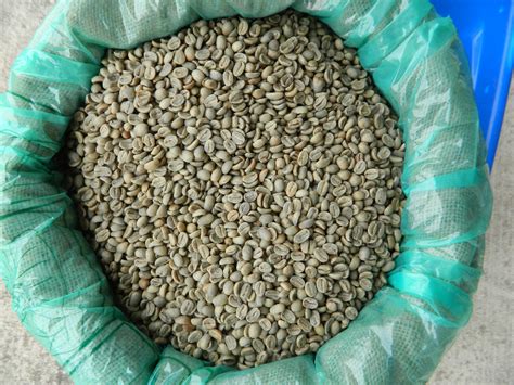 Timor Organic Lacau Village Aifu FW Raw Coffee Beans | Home Roast Coffee