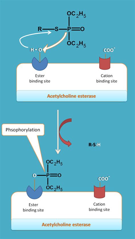 Mechanism of indirectly acting cholinergic agents