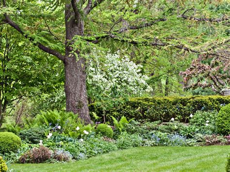 10 Tips for Planting Under Trees