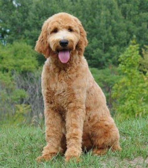 Un cane particolare: il Goldendoodle - Saturno Notizie