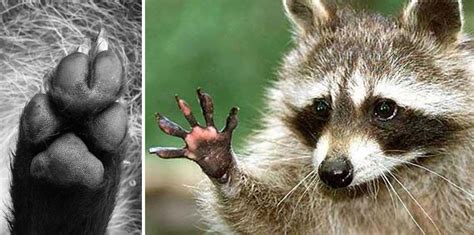 The Raccoon Dog? – DFW Urban Wildlife