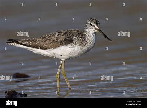 Common Greenshank, Tringa nebularia, in breeding plumage Stock Photo - Alamy