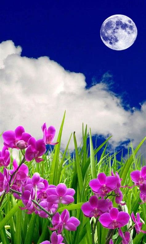 🔥 [50+] Live Flowers Wallpapers | WallpaperSafari