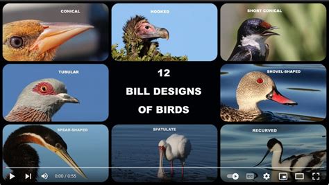 12 BILL DESIGNS IN BIRDS – Learn the Birds