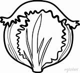Coloring Page With iceberg lettuce Isolated On White Background • Wall  sketch template