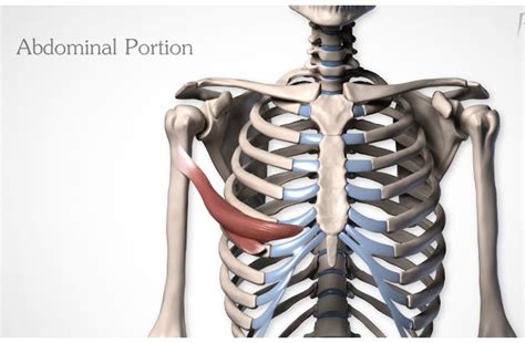 Proko Anatomy. Pecs | Human anatomy drawing, Body anatomy, Anatomy