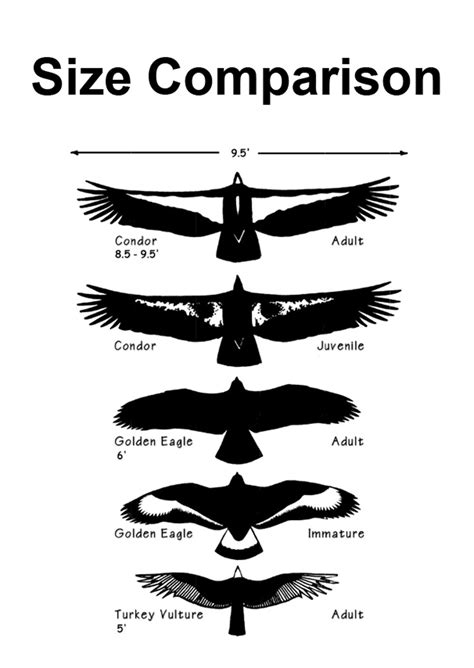 Size Comparison | FWS.gov