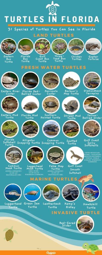 31+ Florida Turtles: ID Guide with Facts, Chart and Photos