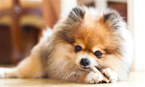 10 Best Dog Foods for Pomeranians in 2024 (Dry & Wet)