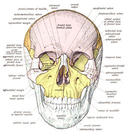 Skull - Wikipedia