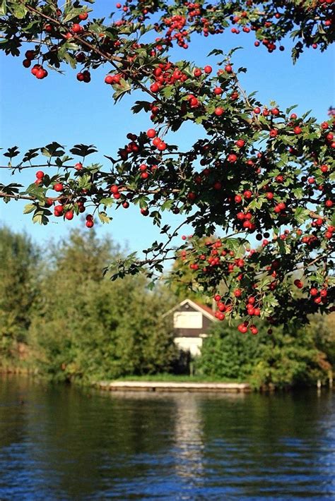 How to Prune a Pomegranate Tree Fast - Time Well Spent