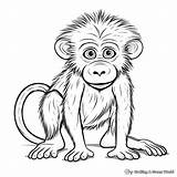 Baboon Ape Clip Clipart Coloring Primate Vector Pages Sketch Svg  sketch template