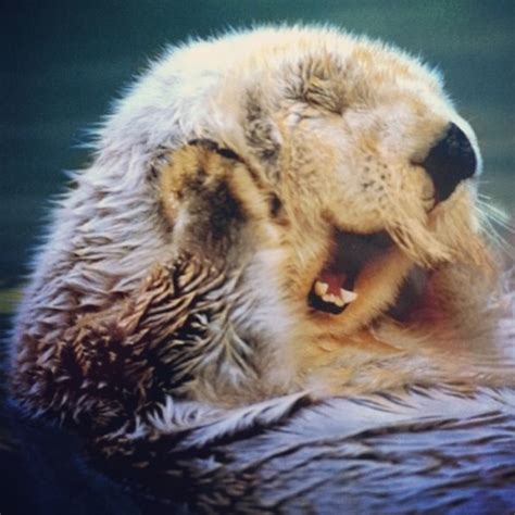 🔥 [74+] Sea Otter Wallpapers | WallpaperSafari