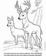 Fawn Coloring Page sketch template