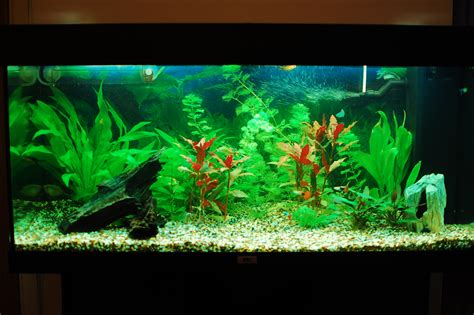 Our freshwater aquarium 30.10.2010 – Or how I made my freshwater aquarium beautiful ...