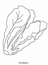 Lettuce Clipart Black And White sketch template