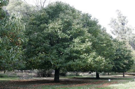 File:Chestnut tree.jpg - Wikipedia